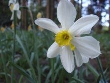 Narcissus / .....