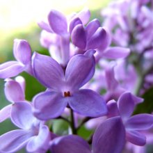 violet mood / ***
