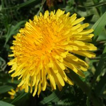 sun in the grass / ***