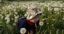 nice to fall in dandelions / ......