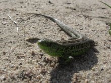 Lizard / ***