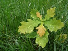 Rainy Oak / ***