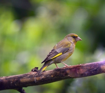 Yellow Wagtail / ***