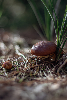 At the edge of forest / ***