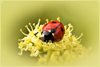 Ladybug / ...