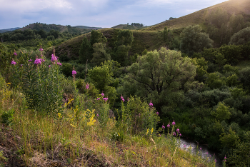 Blooming Sally / ***
