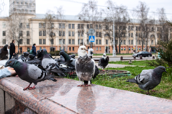 Pigeons / ***