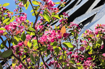 Pink flowers / ***