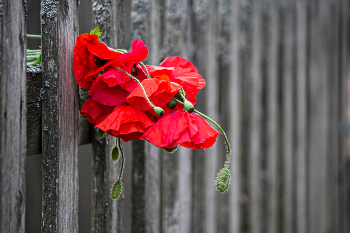 Poppies / ***