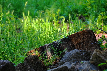 Stump / ***
