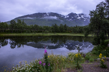 Northern Summer / ***