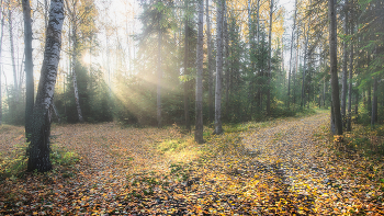 morning in the autumn forest / ***
