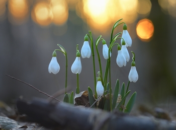 Snowdrops / ***