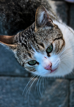 and here I am! / ***