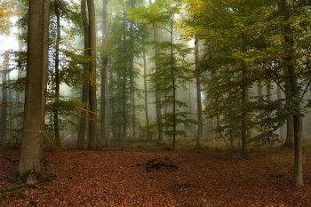 Morning in the forest / ***