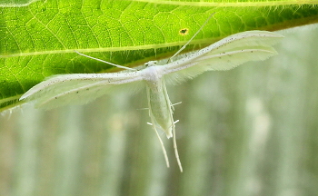 Butterfly / ***