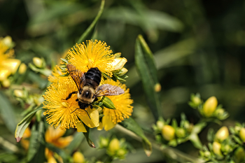 Honey harvest / ***