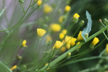herbs / ***