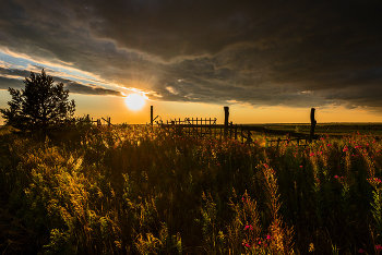 Field / ***