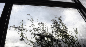 Rain. / ***