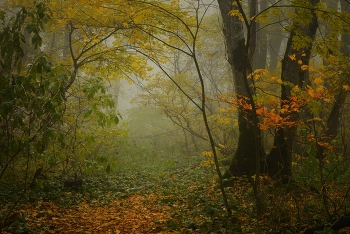 In forest / ***