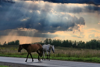 horses / ***