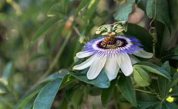 passionflower / ***