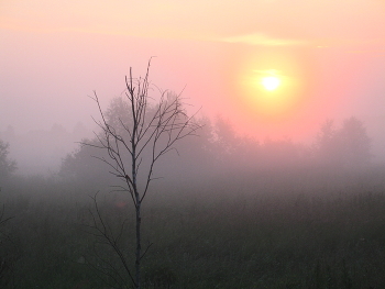 Foggy morning / ***