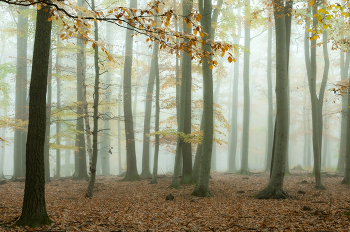 fall forward / ...