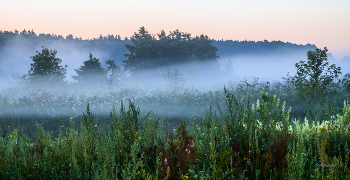 Summer morning. / ***