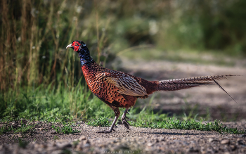 Morning Promenade / ***