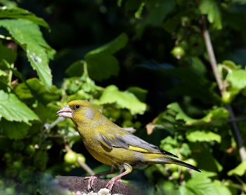 Yellow Wagtail / ***