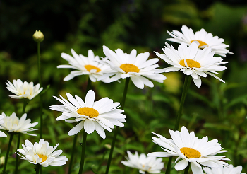 Chamomile summer / ***