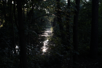 Sleeping lizard / ***