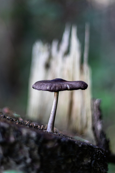 I will sit on a tree stump ... / ***