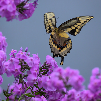 Giant Swallowtail butterfly / ***
