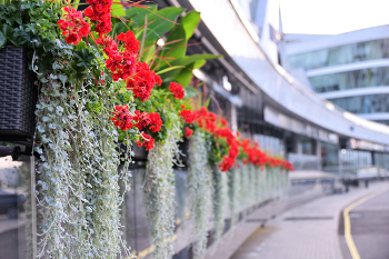 City Flowers / ***