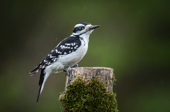 Hairy woodpecker (m) / Hairy woodpecker (m)