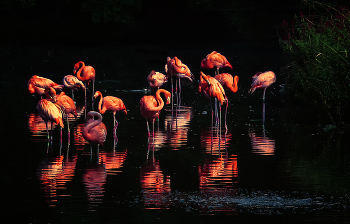 Flamingo / ***