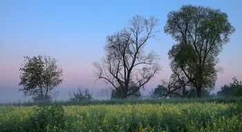 In the field. / ***