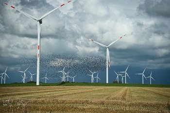 Der Herbst kommt mit Macht / Ein Feld in Nordfriesland mit Staren und Windmühlen