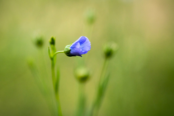 Flax / ***