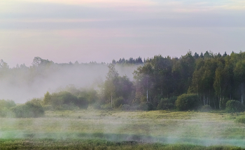 Misty forest / ***
