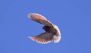 In flight / ***