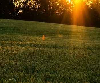Rays / ***