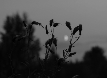 On the moon / ***