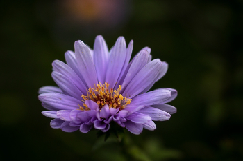 Chrysanthemum / ***