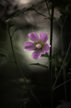 It was getting dark ... / ***