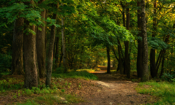 Evening forest / ***