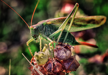 Grasshopper / ***